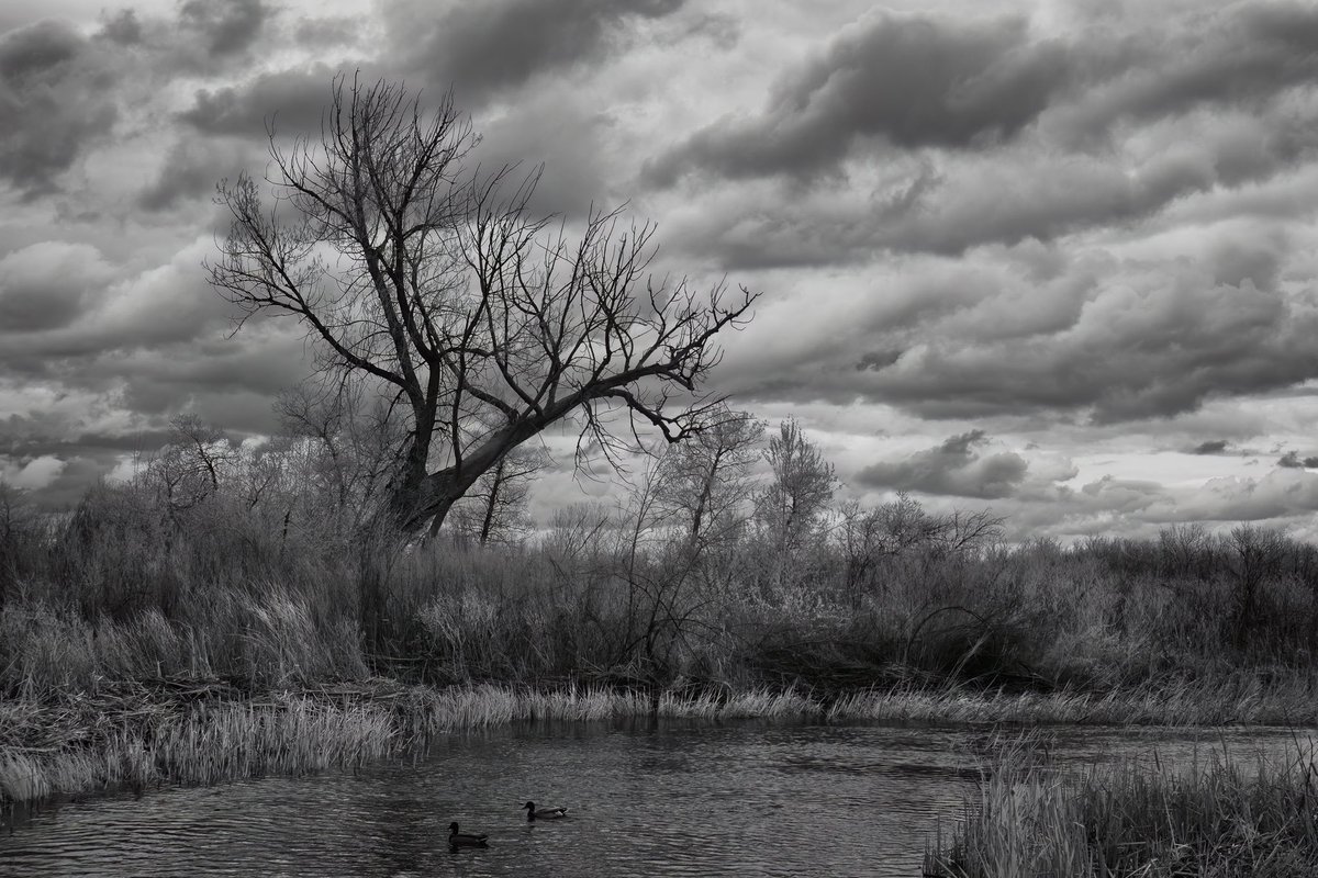 An infrared photo from a cloudy afternoon at Cherry Creek State Park, Colorado.  
#Colorado #cowx #stormhour #infraredphotography