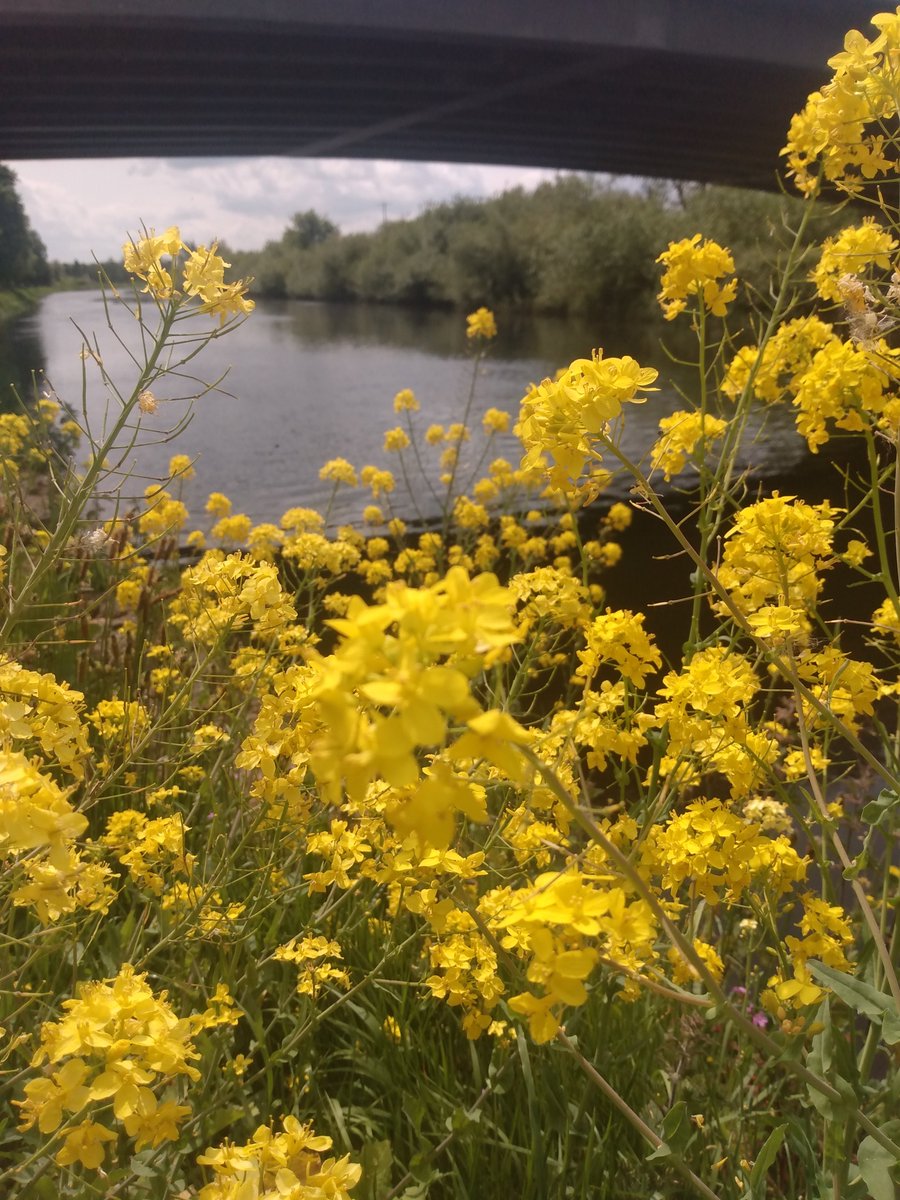 newworkjunction's tweet image. A four-minute stroll away from the buzz of Kennedy Street, lunch today on the lovely dark, and sparkling Barrow as it winds its way under the ancient bocage of fields on Carlow’s Massif Central.