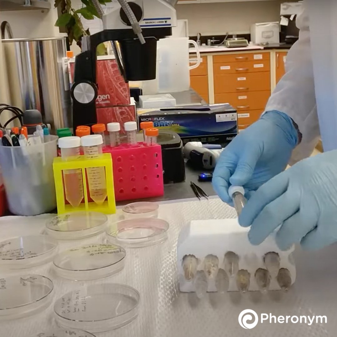 pheronym's tweet photo. We're throwing it back to our @astronematode project! 43 days before launch we spent some time looking at the flight configuration experiments, evaluating the integrity of the tubes and seals. Details 🚀 https://t.co/yALodvbdqz

#nematodes #pheromones #biocontrol @Space_Station https://t.co/bLnIdvUve7