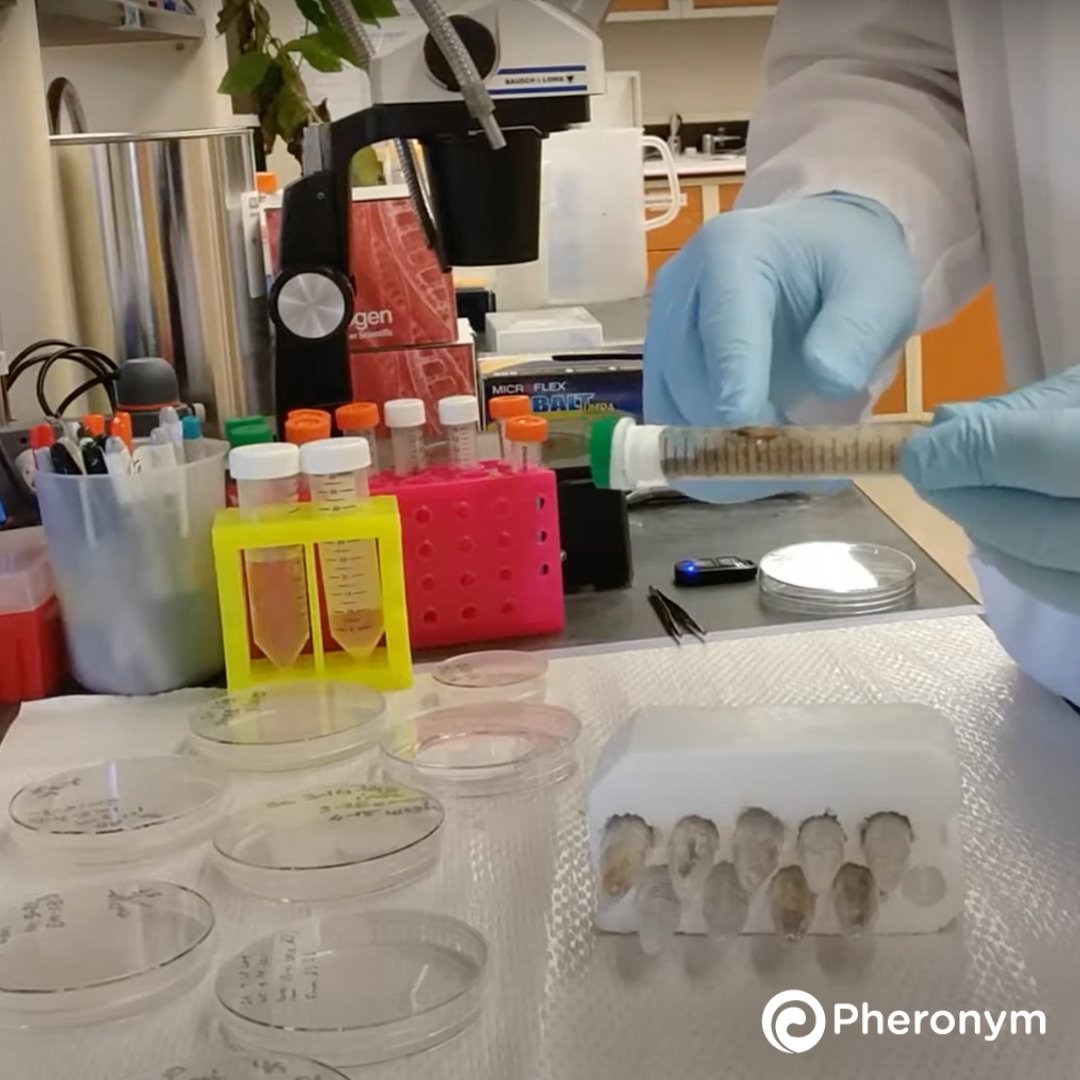 We're throwing it back to our <a href="/astronematode/">AstroNematode</a> project! 43 days before launch we spent some time looking at the flight configuration experiments, evaluating the integrity of the tubes and seals. Details 🚀 ow.ly/AkCE50Oq7qQ

#nematodes #pheromones #biocontrol <a href="/Space_Station/">International Space Station</a>