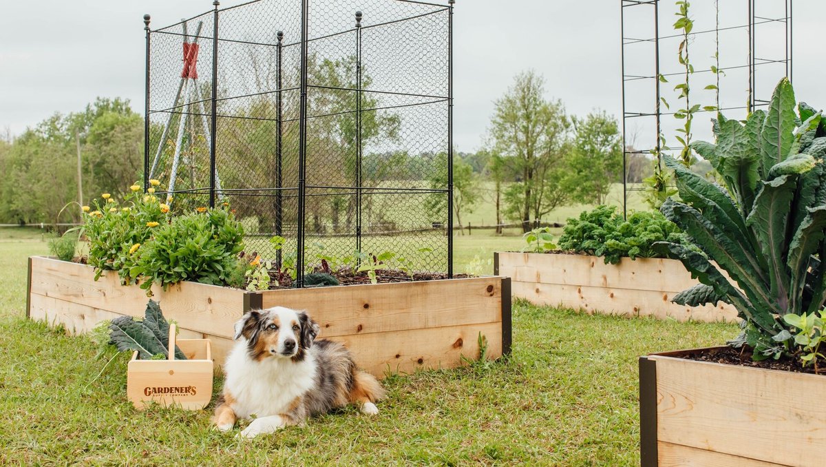 Got critters in your garden? Try to choose a humane solution like this animal-friendly Critter Fence during #GardenforWildlifeMonth! 

Tall Chicken Wire Criter Fence: bit.ly/3NC2OmC