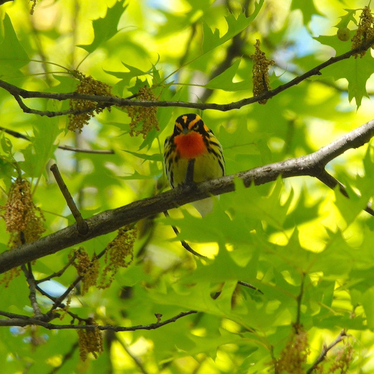 Blackburnian Warbler. Throat of fire. #blackburnianwarbler #warbler #warblers #birding  #birdphotography #songbirds #wildlifephotography #birdcp #birdcpp #birds #birdphotos #birdpics #bird