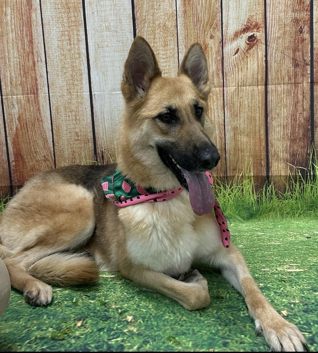 U.S. Marshals on Twitter "Puncher’s Chance Rescue & Sanctuary of the