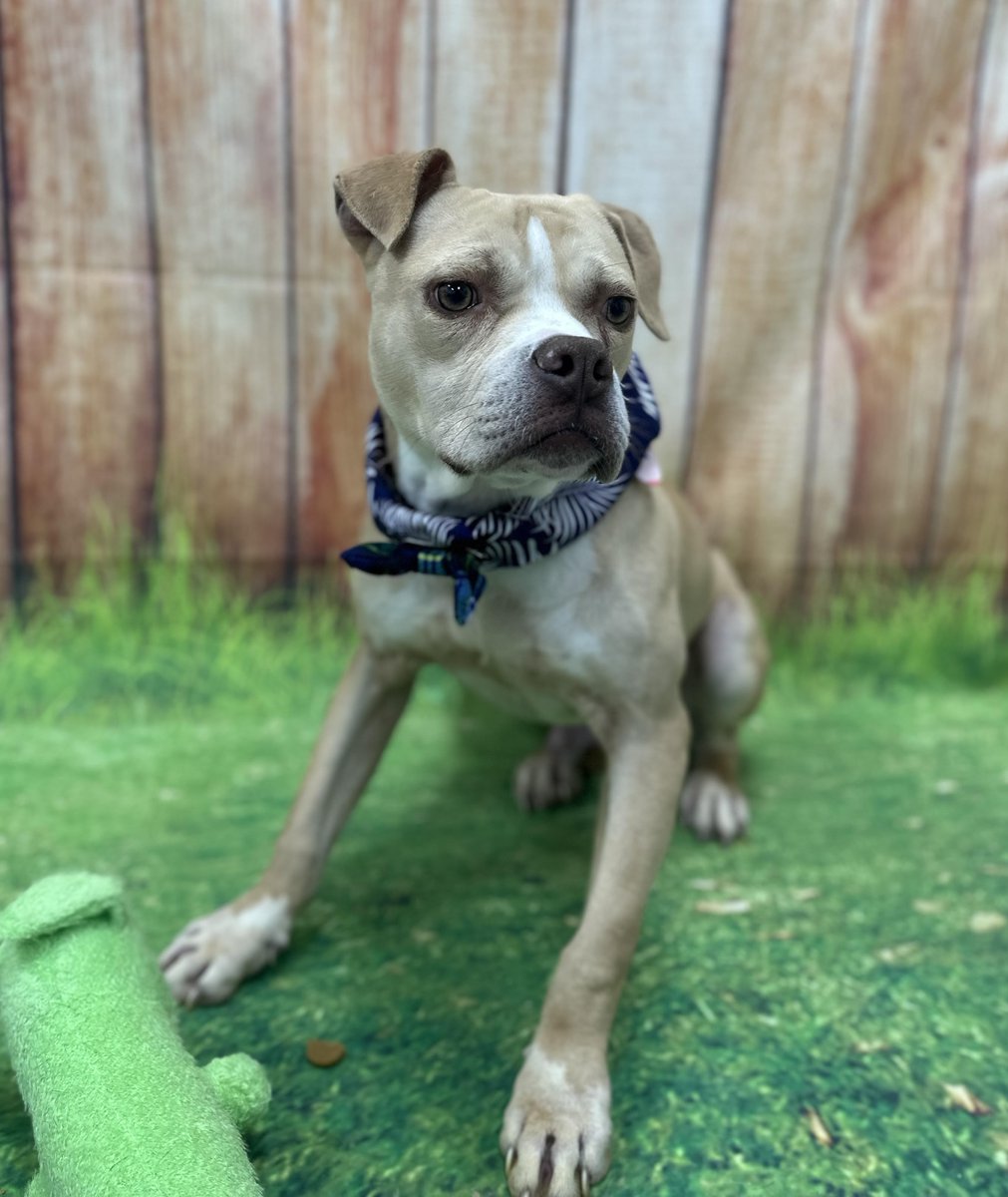 U.S. Marshals on Twitter "Puncher’s Chance Rescue & Sanctuary of the