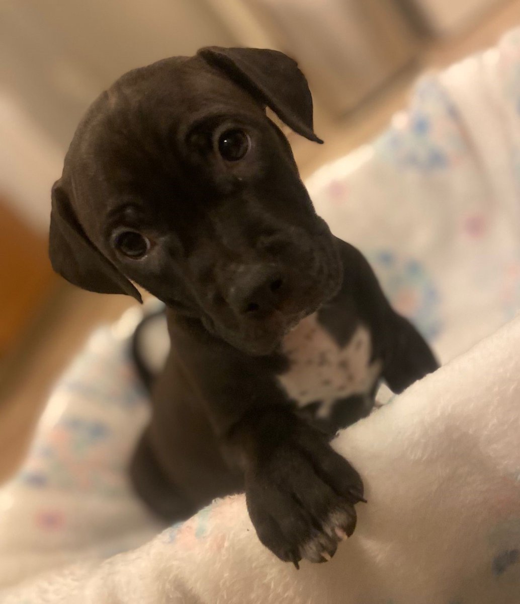 U.S. Marshals on Twitter "Puncher’s Chance Rescue & Sanctuary of the