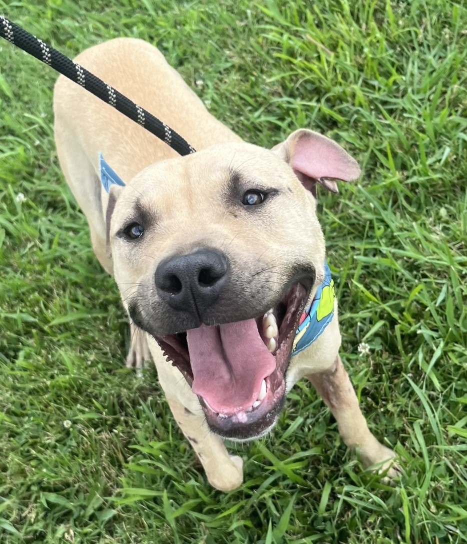 U.S. Marshals on Twitter "Puncher’s Chance Rescue & Sanctuary of the