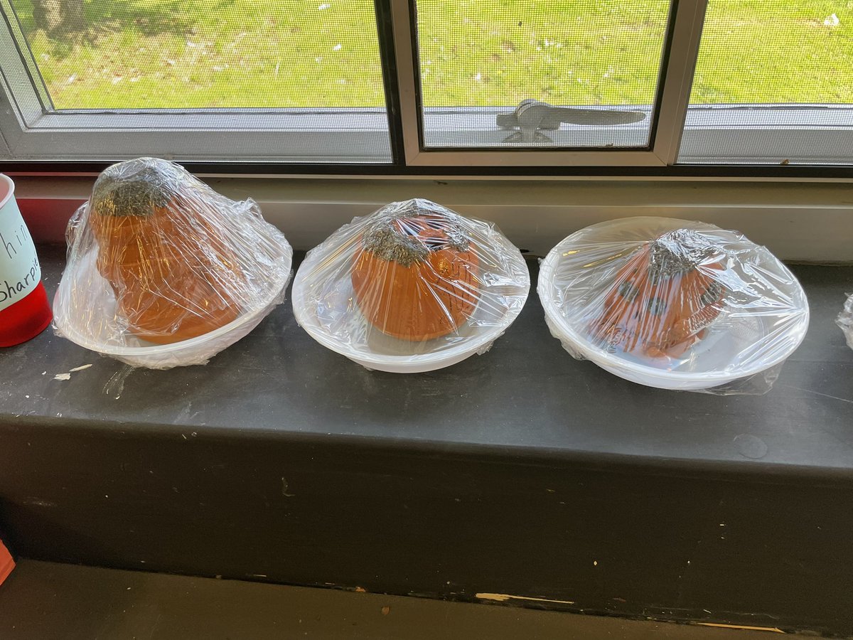 Science! In Art class! 
Students sculpted chia pets out of clay and have now applied chia seeds. Stay tuned for the results as we watch these seeds sprout!