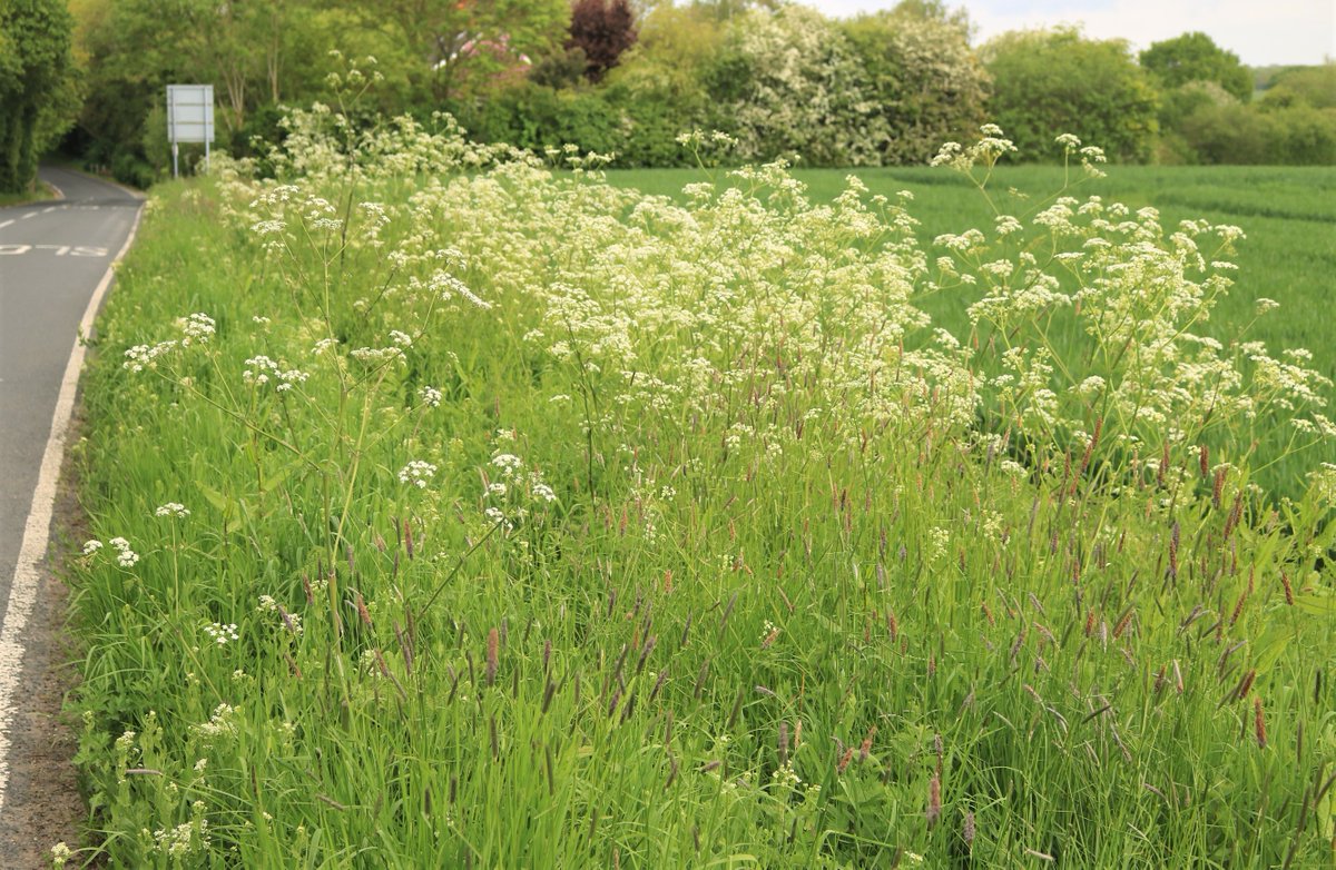 JamesAbbott2013's tweet photo. I fully support #Essex County Council / #Braintree District Council wildflowers verges policy (&amp; would do so as had asked for it for yrs !). This verge today in #Rivenhall shows what can be done - in effect a linear meadow. Field beyond cropped &amp; sprayed with no wildflowers (1/2) https://t.co/jcZ6Z9134s
