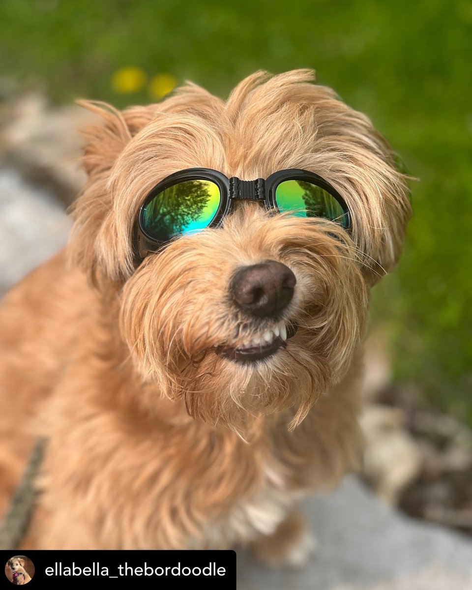 TheKeswickBlog's tweet photo. #Dog #Doggo #GingerElla #TheMostBeautifulGorgeous #Bordoodle https://t.co/HjZyovuDYS