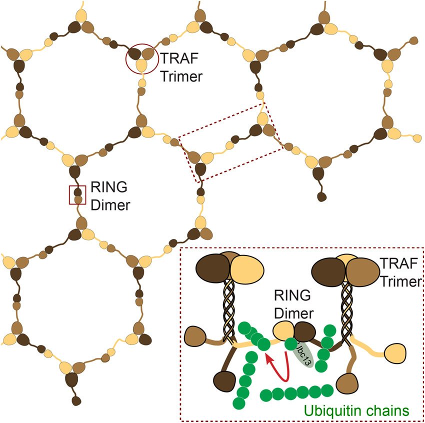 💍TRAF trimers form #ImmuneSignalling networks via RING domain dimerization

🖊Catherine Day & team @otago 

➡bit.ly/41KtfcX

#Immunology #TumorImmunology #ubiquitin