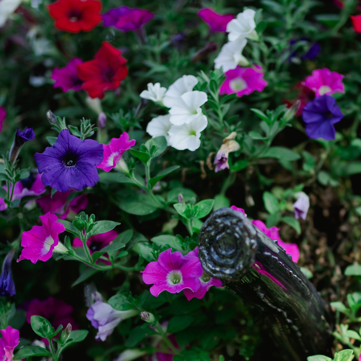 FioreTrees's tweet image. COLOR EXPLOSION. Your #FioreTree can explode with color and you have all the freedom to use the type of flowers that you love most. #fiore #Fioretrees #italy #italyart #metalart #metaltree #flowerpottree #flowers #color