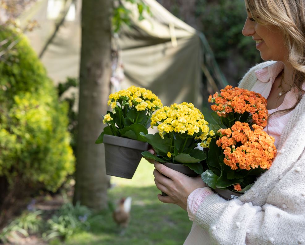 Het is tijd voor dé #buitenbloeier voor terras, tuin of balkon! De #Gardenlina serie bevat opvallende vrolijk gekleurde Kalanchoë's, beschikbaar in diverse zomerse verpakkingen en kleurrijke (hang)potten. Bekijk hier het volledige Gardenlina #assortiment: heyzine.com/flip-book/9873…