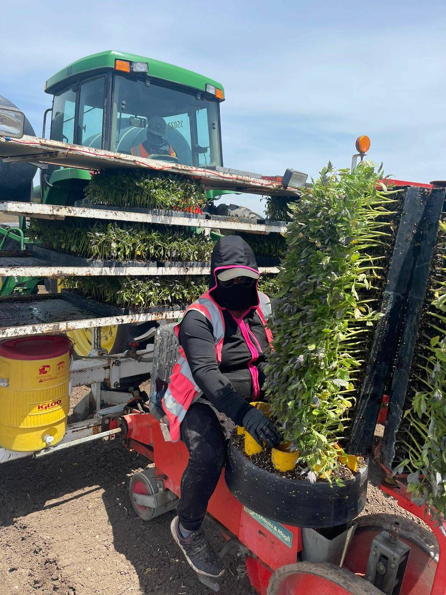 Angelina works planting tomatoes in Manteca CA, earning minimum wage, 5 days a week, 40 hours a week. Once planted, these tomatoes will be ready to harvest in 60-90 days. #WeFeedYou