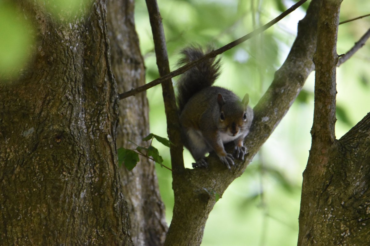 Squirrel, newtownmountkennedy #ThePhotoHour #vmweather #wildlife #Squirrel #wicklow