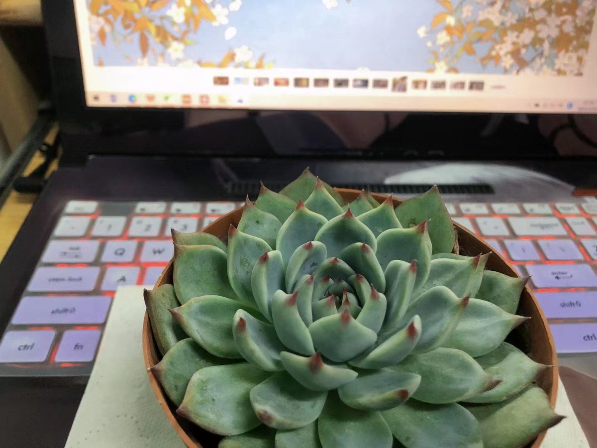 This succulent named 'Chihuahua' has been raised for more than a month, and now it has grown a lot of leaves, so full of vitality #succulentplants #Life #green #interest #Hobby #greenleaves #comfortable #plant