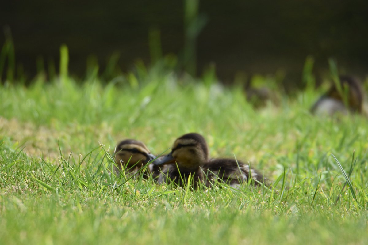 Ducklings, newtownmountkennedy. #ThePhotoHour #vmweather #duck's #wildlife #wicklow #Ireland.