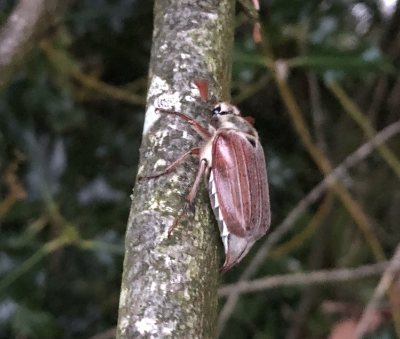 TimBarraclough9's tweet photo. And possibly our largest beetle on site, a cockchafer that was attracted to our light trap https://t.co/iH9ihjwpS8