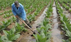 adismora8's tweet photo. BMC Totonicapán.Guatemala Buenos Días Cuba 🇨🇺 Recordamos hoy 17 de Mayo pero de 1959, la firma de la 1era Ley de la Reforma Agraria en el corazón de la Sierra Maestra.
#RevolucionCubana 
#CubaViveEnLaHistoria https://t.co/I3SpmW2FFP