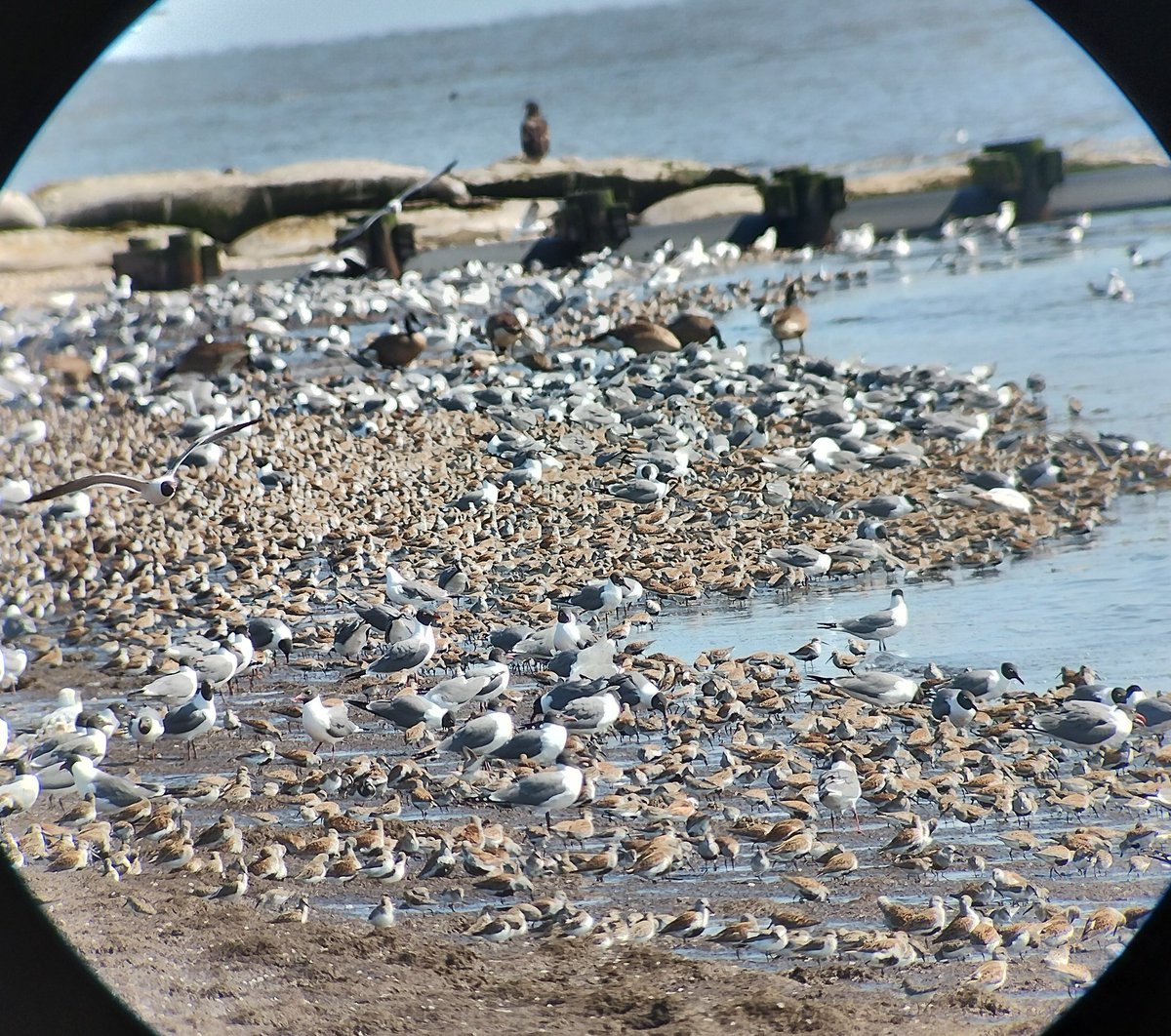 RyanABurrell's tweet image. Extremely lucky to be on leave for 2 weeks in Delaware Bay. This is the largest spawning area in the world for Horseshoe Crabs. Each May, they come to the beaches to spawn. At the same time, 1000s of shorebirds - stopover on their annual migration from South America to the Arctic