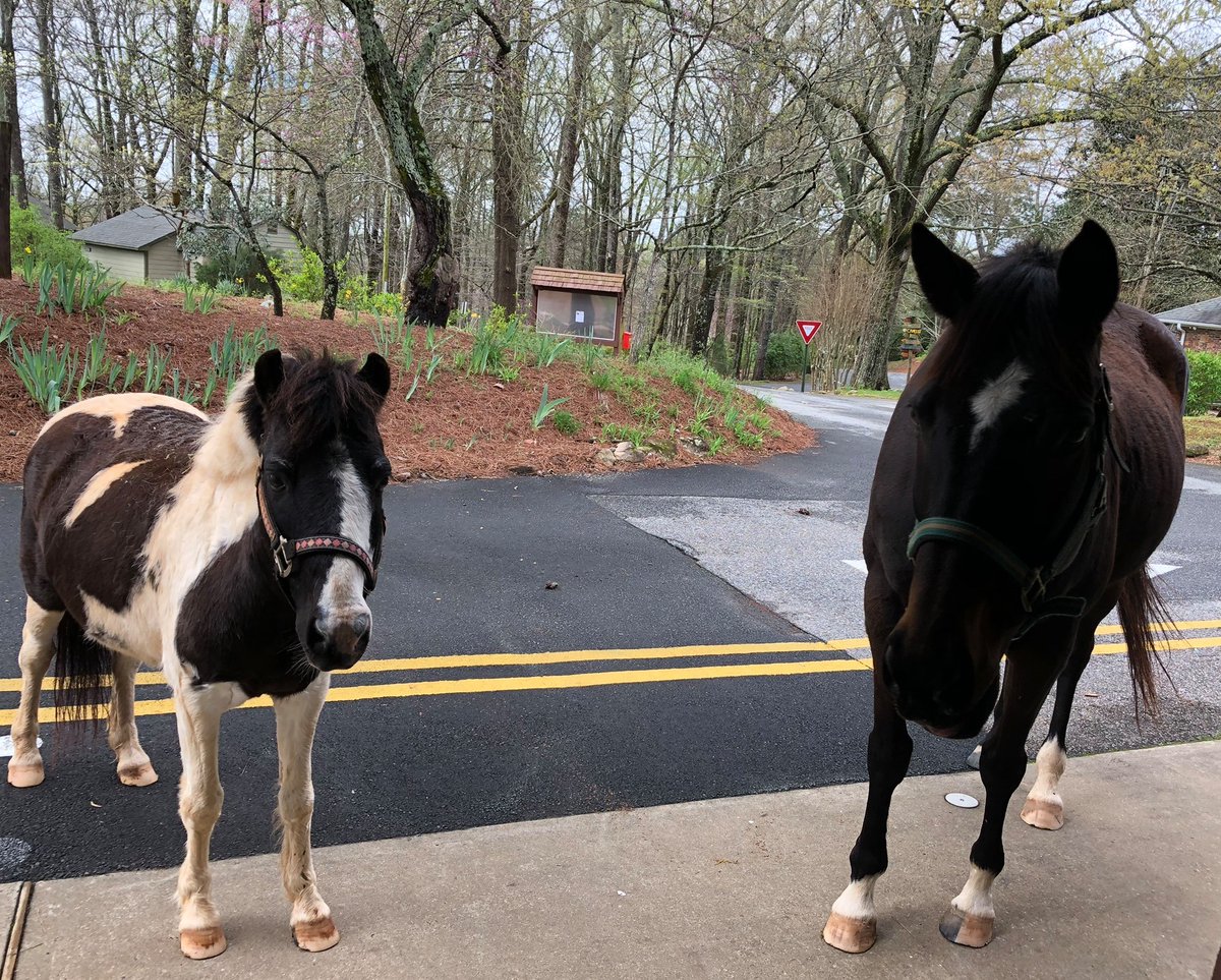 You should stop by <a href="/HighMeadowsGA/">High Meadows School</a> school. We have very well-read animals that visit our library.