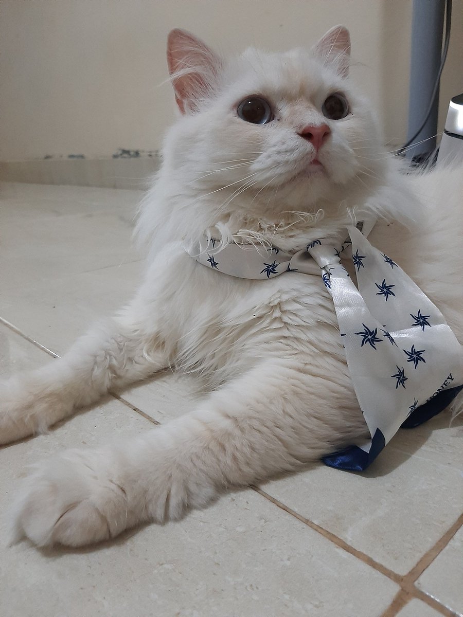 tutuptopples's tweet photo. @kochengfs Ini si gembrot penyintas flutd ka, ditambah dia males minum. setelah diomelin gara2 gamau minum dan steril alhamdulillah dia sehat ga kambuh2 lagi, rutin makan df urinary dan dipantau minum nya aja ka https://t.co/LcyDSymDFt