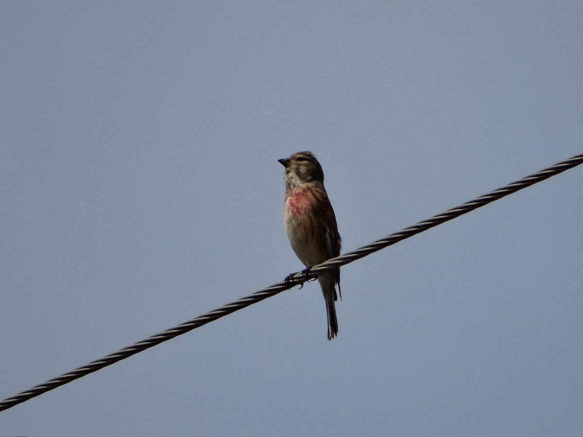 🪶Keten Kuşu (soldaki dişi birey, sağdakiler erkek birey)
🗓️31 Mart 2022
📍 İslahiye/Gaziantep 
#HaftanınKuşu