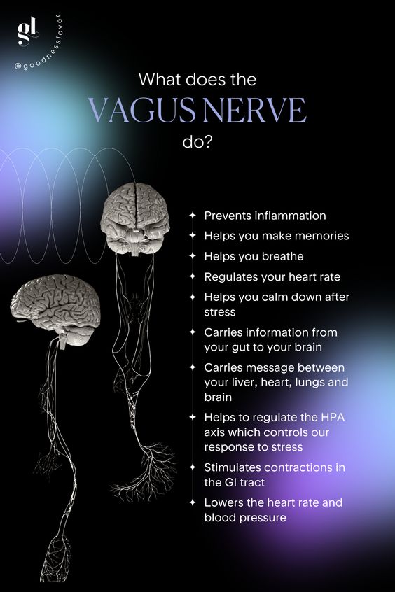 The vagus nerve, the longest cranial nerve, our body's incredible communicator, plays a vital role in regulating numerous bodily functions, from heart rate and digestion to mood and inflammation. #Vagusnerve #neuroscience #neurology #MedTwitter #BrainResearch