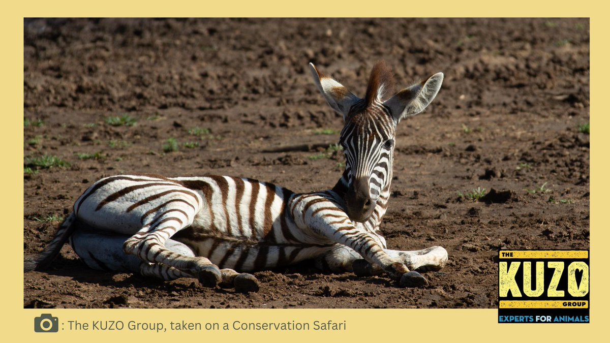 KUZOgroup's tweet photo. Just a baby zebra, in the wild, for your viewing pleasure. 😃 #conservationsafari #Africa #protectwhatyoulove https://t.co/Nd5qyRy2K6