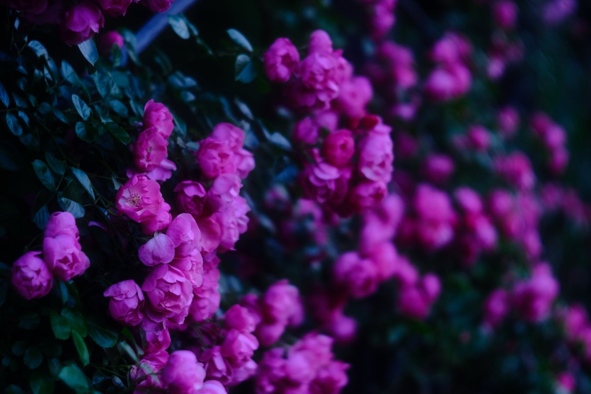 nacchishika's tweet photo. 夕暮れ迫る靭公園 #オールドレンズ #SUMMAREX 85mmF1.5 #はなまっぷ https://t.co/PNj99zKiVH
