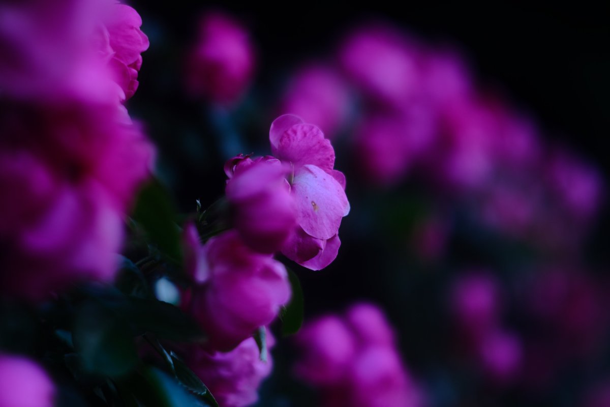 nacchishika's tweet photo. 夕暮れ迫る靭公園 #オールドレンズ #SUMMAREX 85mmF1.5 #はなまっぷ https://t.co/PNj99zKiVH