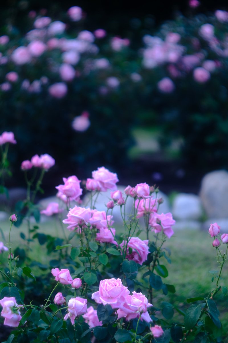 nacchishika's tweet photo. 夕暮れ迫る靭公園 #オールドレンズ #SUMMAREX 85mmF1.5 #はなまっぷ https://t.co/PNj99zKiVH