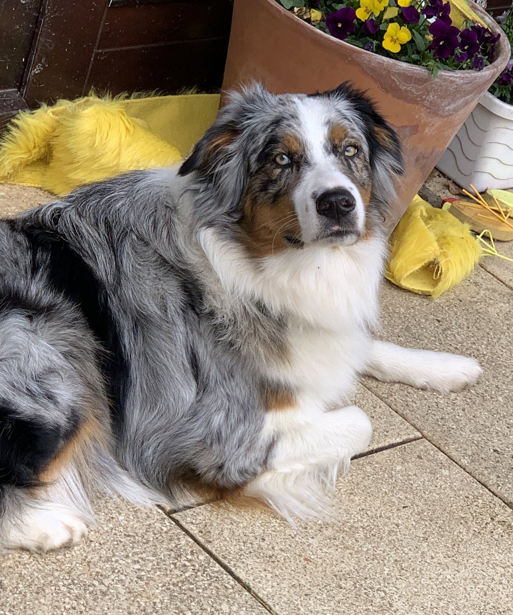 Vakey ඞ tweet media