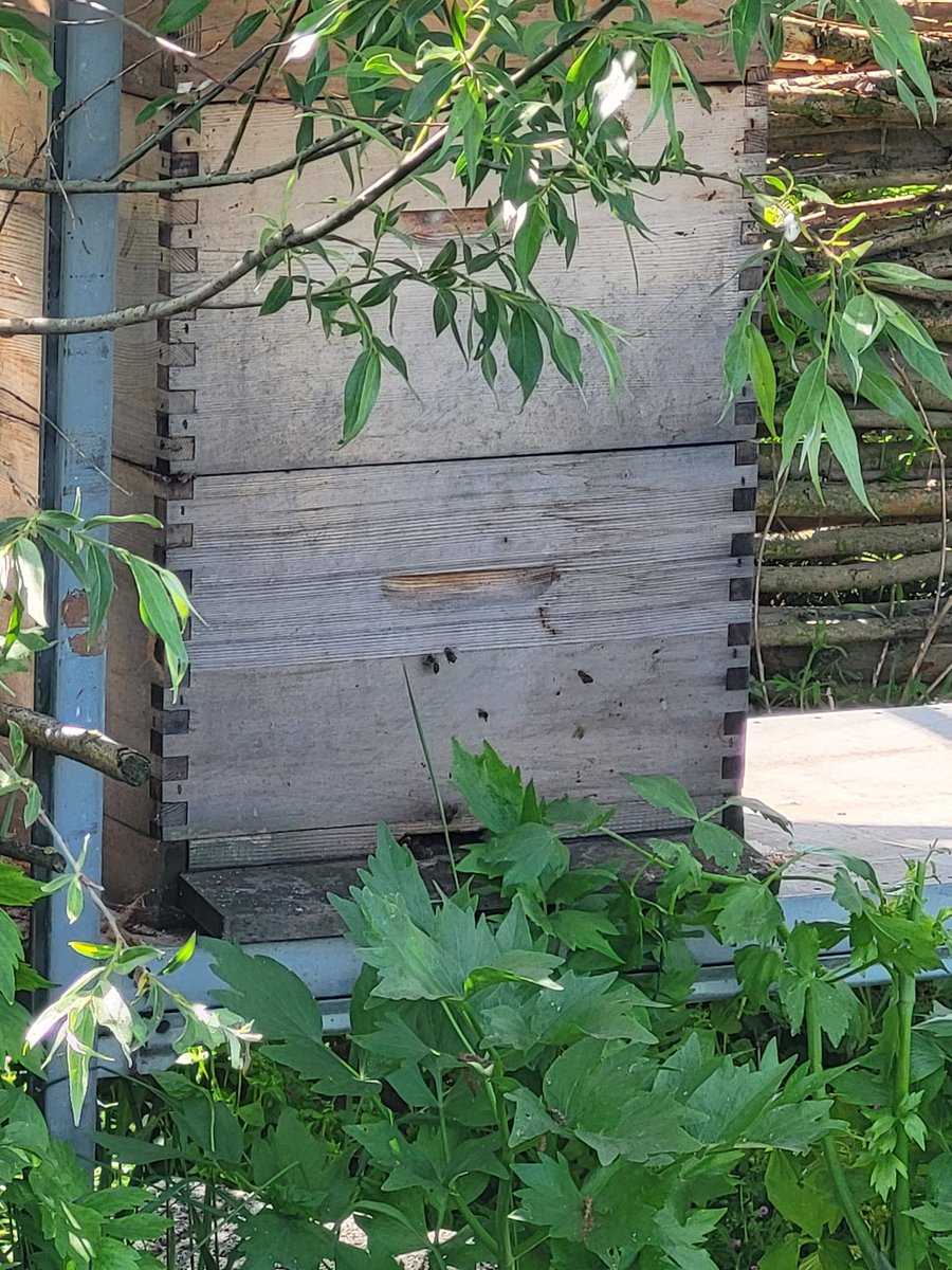 JlpvanRhee's tweet photo. #werkbij altijd bezig #hobbybij geld voor mij,altijd bezig #moestuinmaesfeld #Hobby #zelfvoorzienend #bokashi #Baarlo #limburg #dtv hulp op vrijwillige basis,,,#therapie #geest #lichaam #kommaargerust 😉 https://t.co/81nRdGPUhf