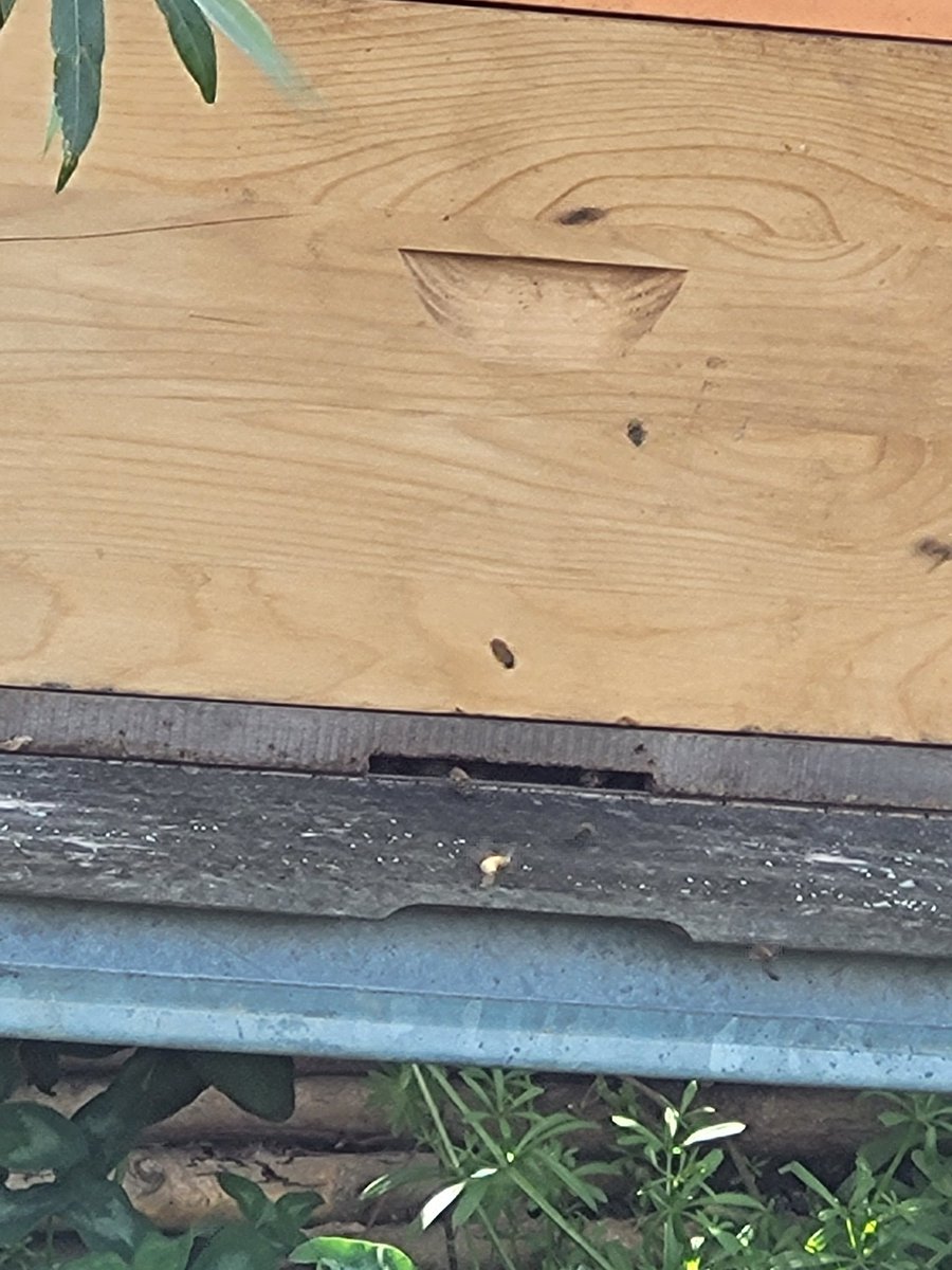 JlpvanRhee's tweet photo. #werkbij altijd bezig #hobbybij geld voor mij,altijd bezig #moestuinmaesfeld #Hobby #zelfvoorzienend #bokashi #Baarlo #limburg #dtv hulp op vrijwillige basis,,,#therapie #geest #lichaam #kommaargerust 😉 https://t.co/81nRdGPUhf