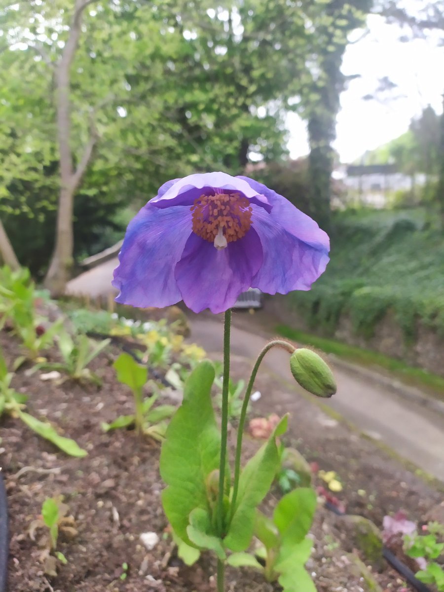 Horti_Tim's tweet photo. First, of hopefully many Kirklands Meconopsis in the new woodland planting here at Aberdour Castle, spring is well and truly under way. @welovehistory #Aberdour #spring #meconopsis https://t.co/mfVG4PcEmb