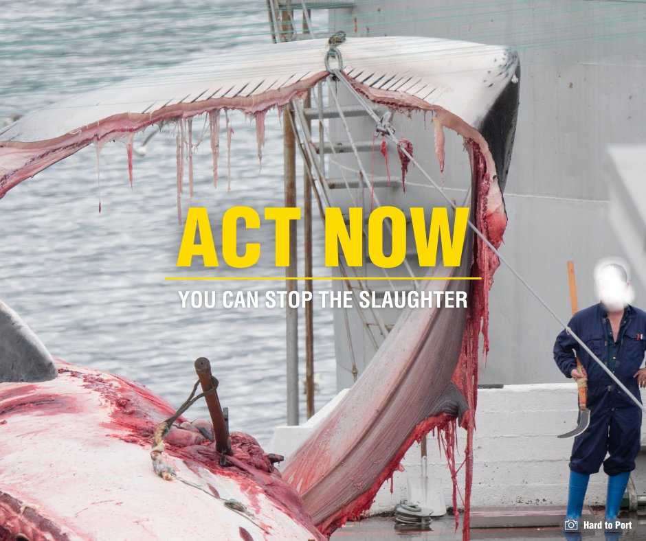 Whale and Dolphin Conservation (WDC) tweet media