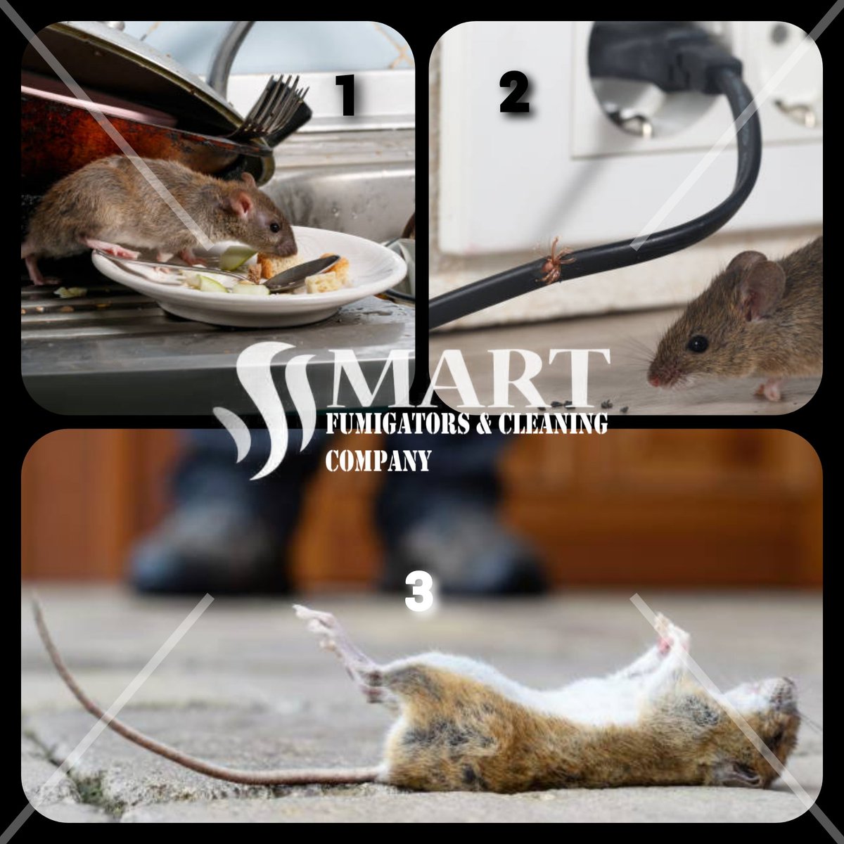 smartcleanersUG's tweet image. A short story...let's share the experience with you on 0783918364 | 0702663036. #RodentControlService #rat
