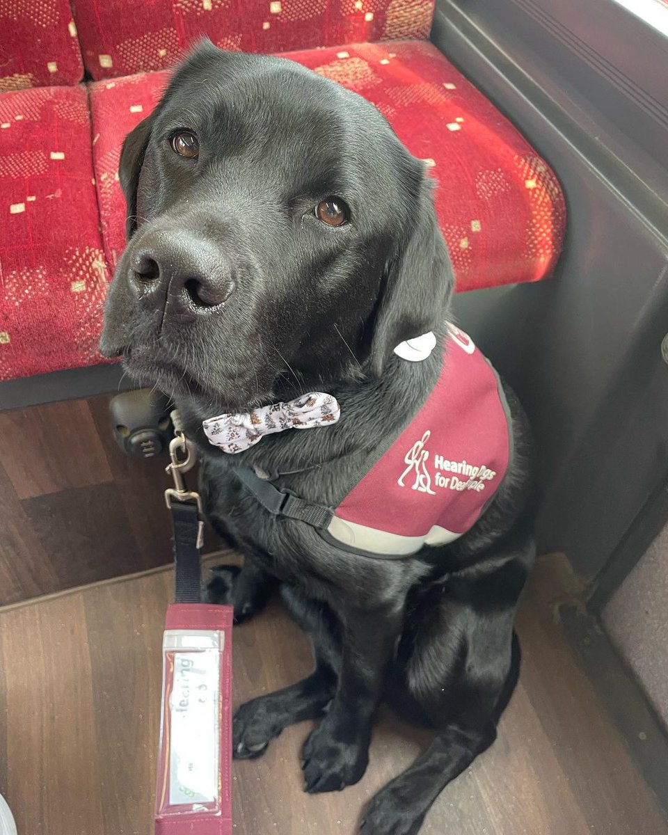 Hearing dog Gerry was looking extra smart in his bow tie and burgundy jacket during a bus journey with his partner Alison 🥰

Gerry travelled on public transport a number of times during his training, and it's lovely seeing how comfortable he is with the experience 👏🐶