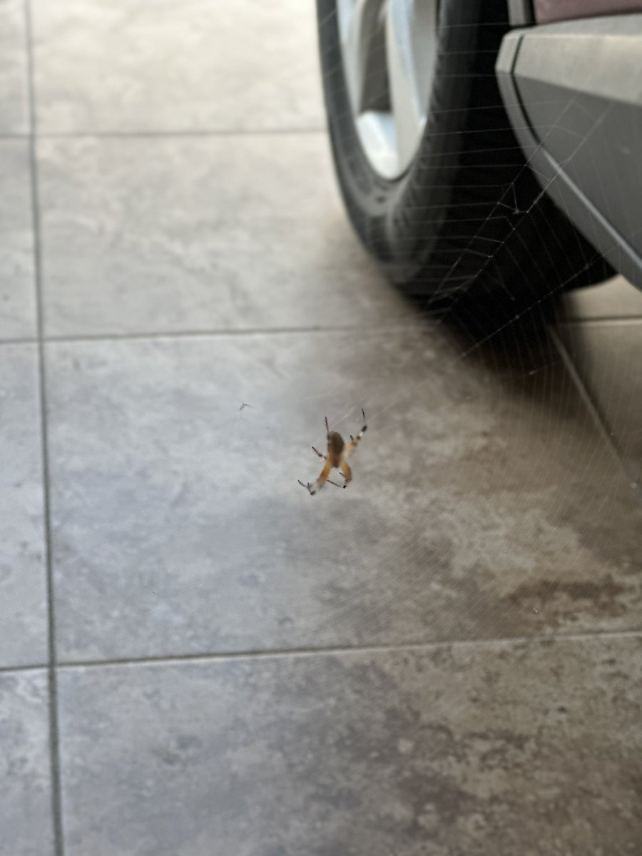 baguiler's tweet photo. @Arachno_Cosas es de cuidado? https://t.co/lSQrGQxH1H