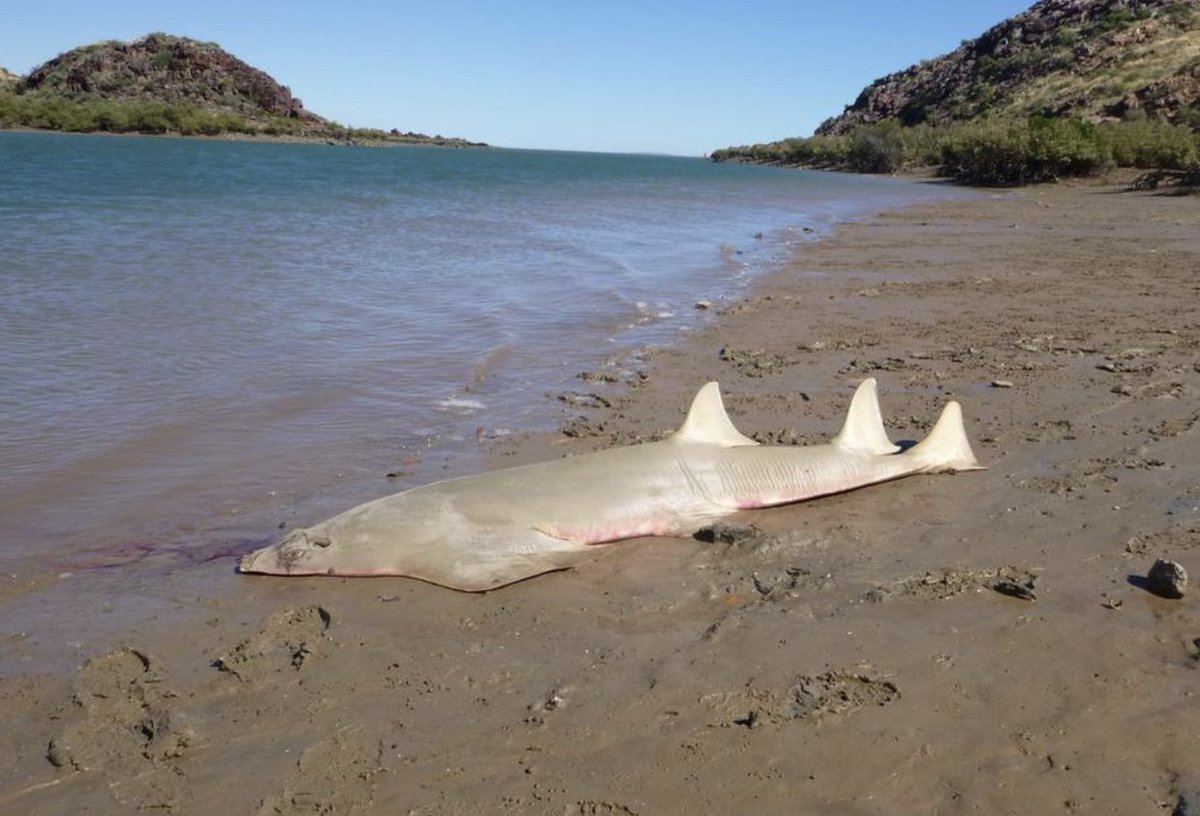 🇦🇺 ‘Absolutely infuriating’ act leaves 4 Critically Endangered sawfish dead in Western Australia. Onlookers found the rays with rostra (saws) removed at near Karratha, May 12. Investigations continue. Anyone with info should contact Fishwatch:1800 815 507 news.com.au/technology/sci…