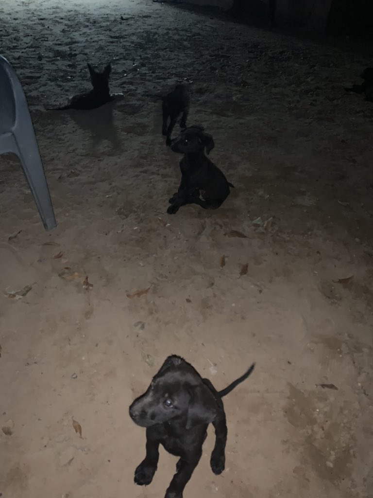 Kalantak_art's tweet image. in a heaven!! not dead yet!! #pup #dogheaven #puppy