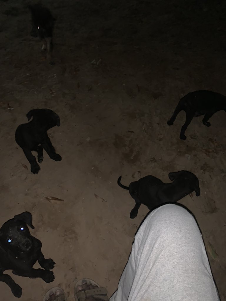 Kalantak_art's tweet image. in a heaven!! not dead yet!! #pup #dogheaven #puppy