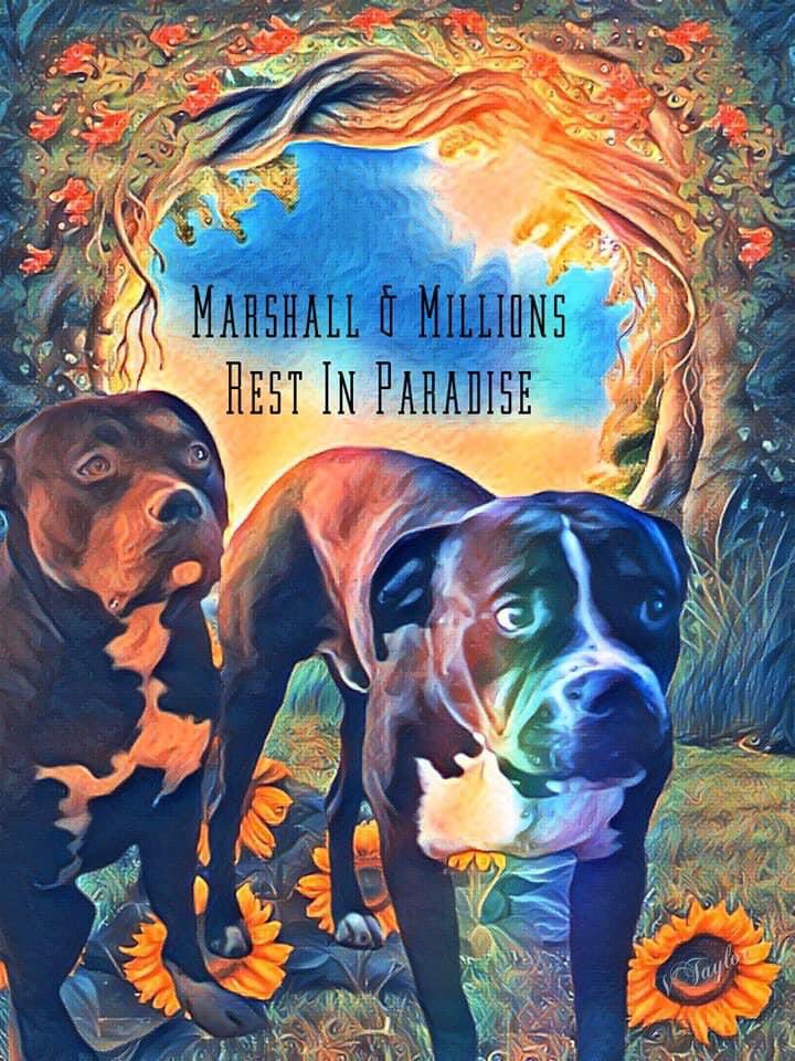 The death of these two dogs at the hands of the police matters because it goes right to the heart of crisis of confidence in the Metropolitan police, the plight of the homeless and the importance of both human &amp; animal rights. We won’t let it be forgotten or brushed under the