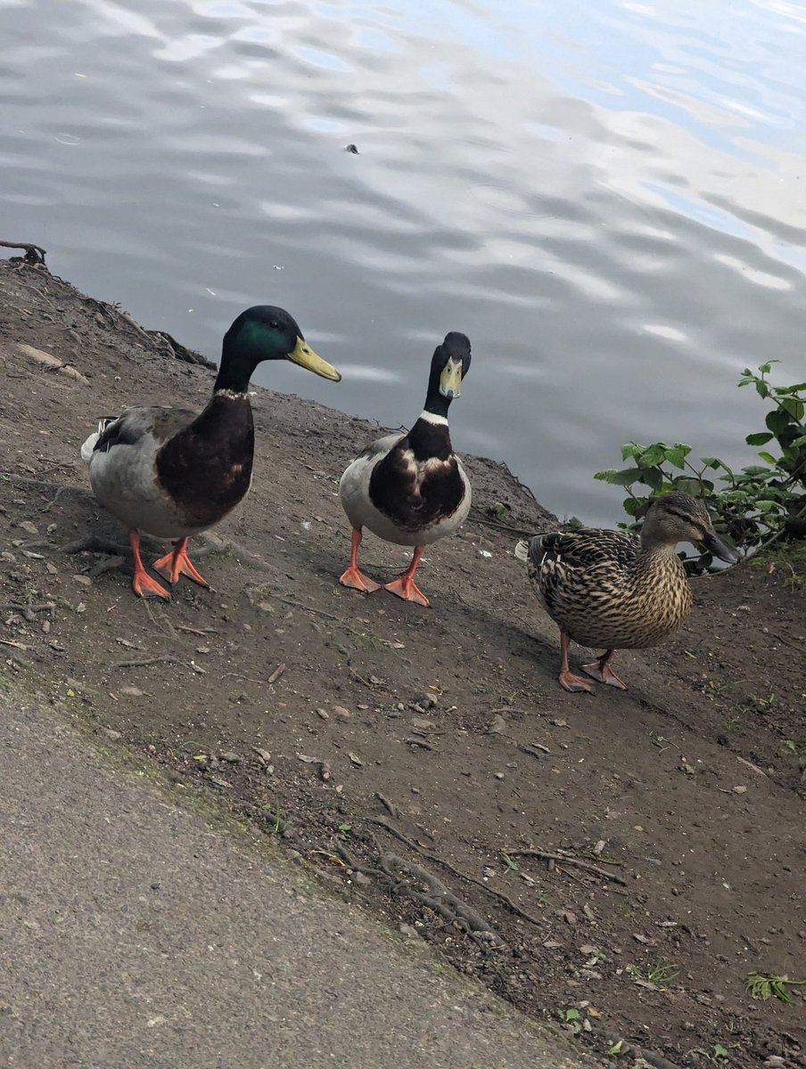 EstherMarie0429's tweet photo. Little walk around the Res on lunch today โบ๏ธ lovely ๐ค๏ธ #WellbeingWednesday #wellbeingwalk #summersonitsway https://t.co/rvKEiKlU6j