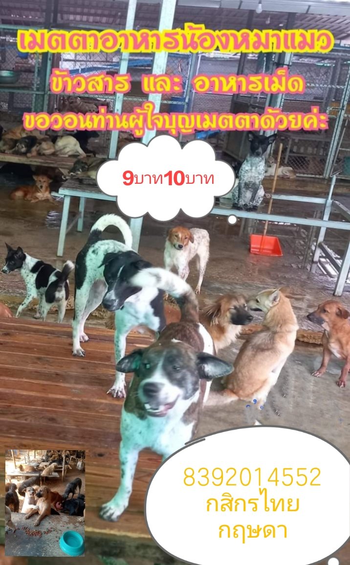 kvsdkrphsmphi1's tweet photo. สาธุครับ https://t.co/xGf9mlgrtd