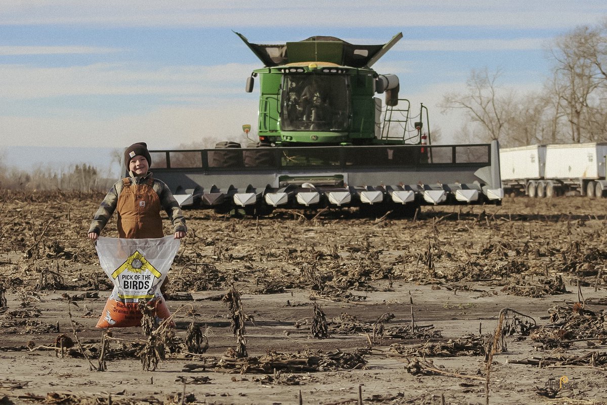 PICK THE SEED THAT BIRDS LOVE
The birds you feed will benefit from our nutritious, high-quality products, whether they're living in your yard or just passing through. Choose Manitoba-grown black oil sunflower seeds — a favourite of nearly every bird!