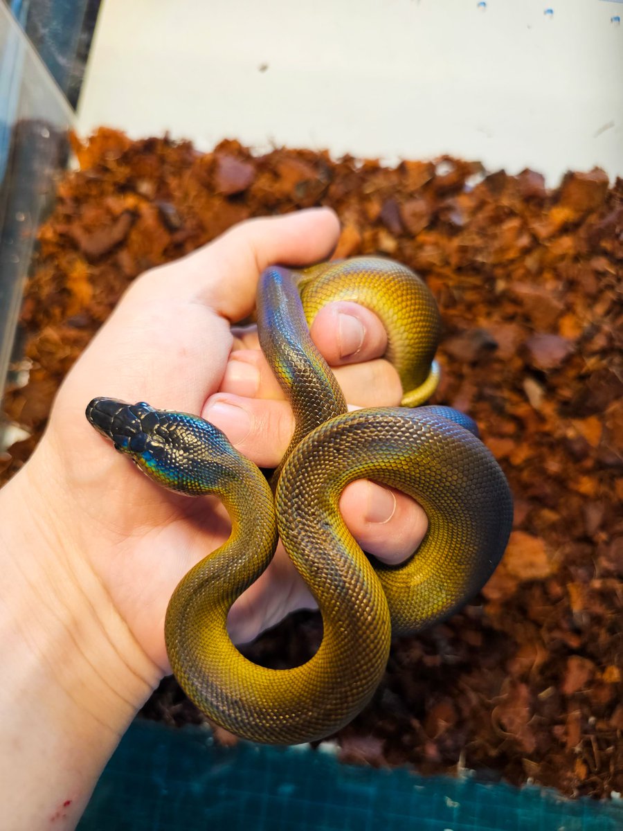 Reptile_Academy's tweet image. Northern white lipped python

#ReptileAcademy
#Whitelippedpython
#ไวท์ลิปไพธ่อน
#เลี้ยงงู