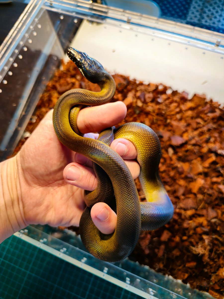 Reptile_Academy's tweet image. Northern white lipped python

#ReptileAcademy
#Whitelippedpython
#ไวท์ลิปไพธ่อน
#เลี้ยงงู