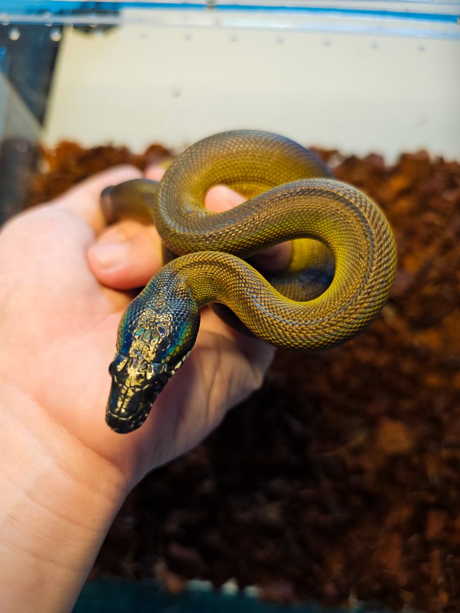 Reptile_Academy's tweet image. Northern white lipped python

#ReptileAcademy
#Whitelippedpython
#ไวท์ลิปไพธ่อน
#เลี้ยงงู