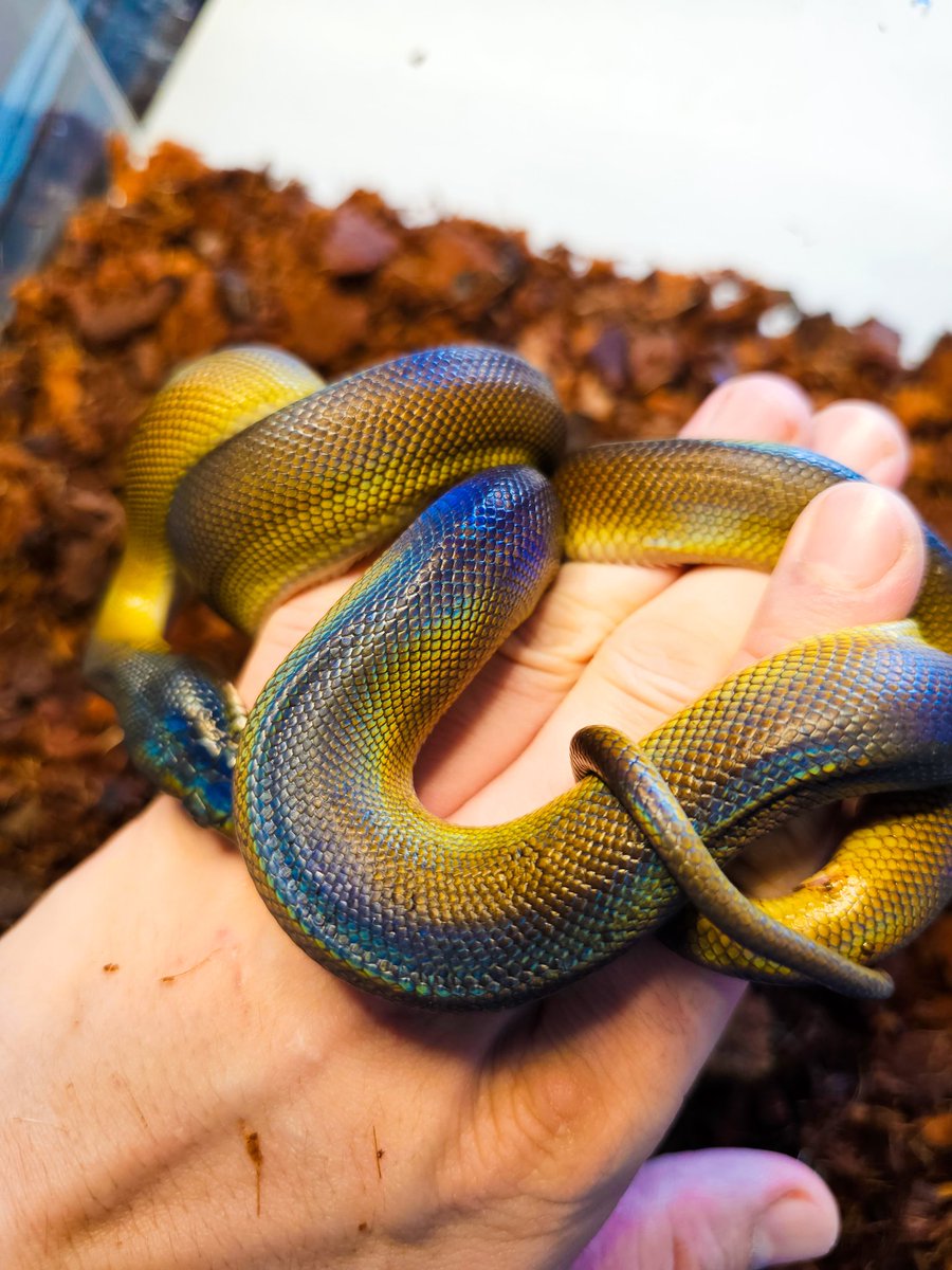 Reptile_Academy's tweet image. Northern white lipped python

#ReptileAcademy
#Whitelippedpython
#ไวท์ลิปไพธ่อน
#เลี้ยงงู